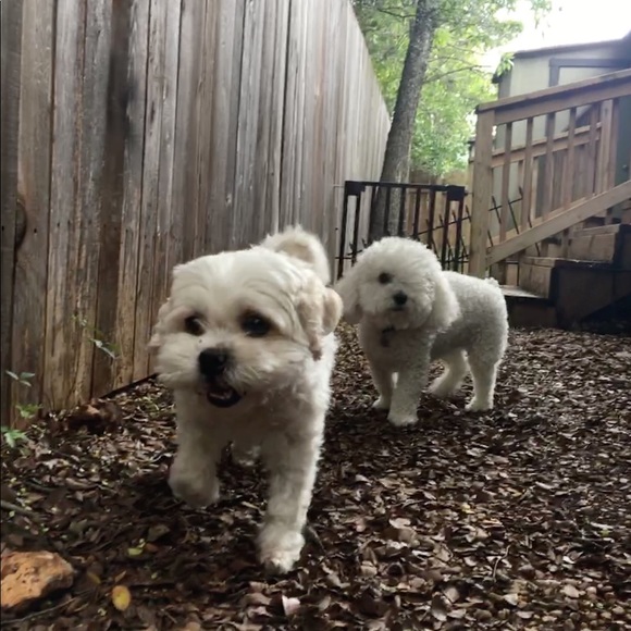 Shop my closet so my dogs can have better lives ☺️ - Picture 7 of 7